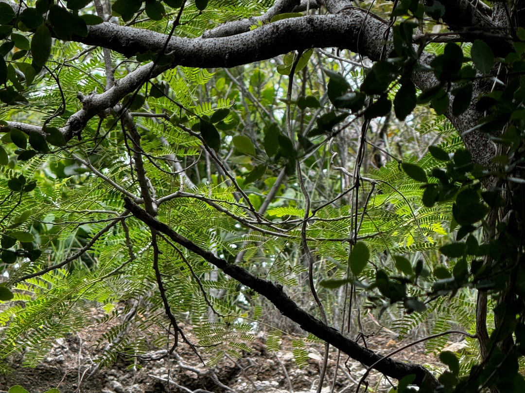 Bosque Estatal de Guánica景点图片