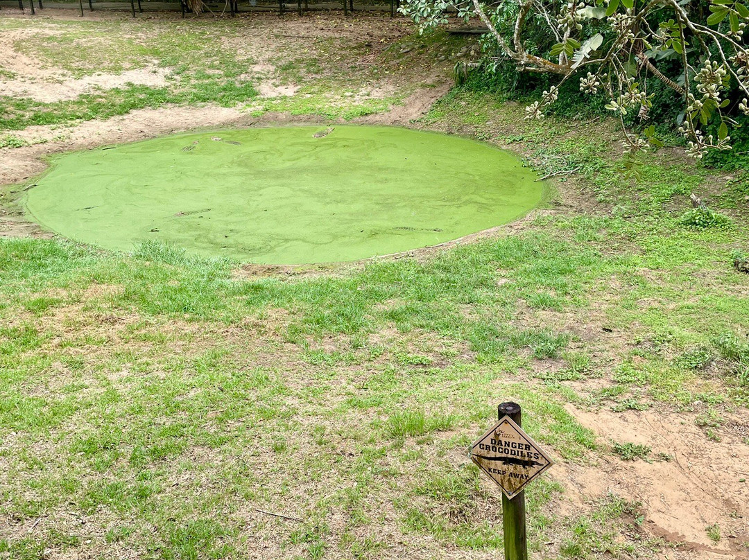 Crocodile Centre St Lucia-圣露西亚必去景点