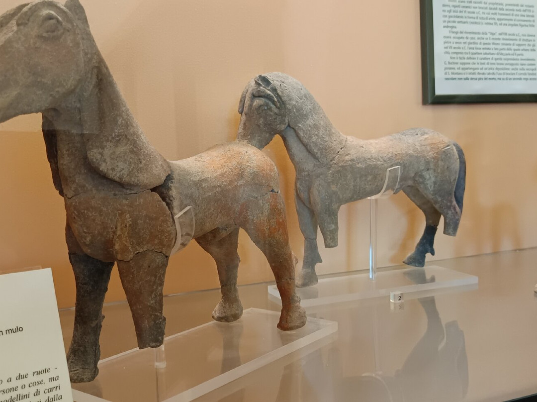 Museo Archeologico di Pithecusae景点图片