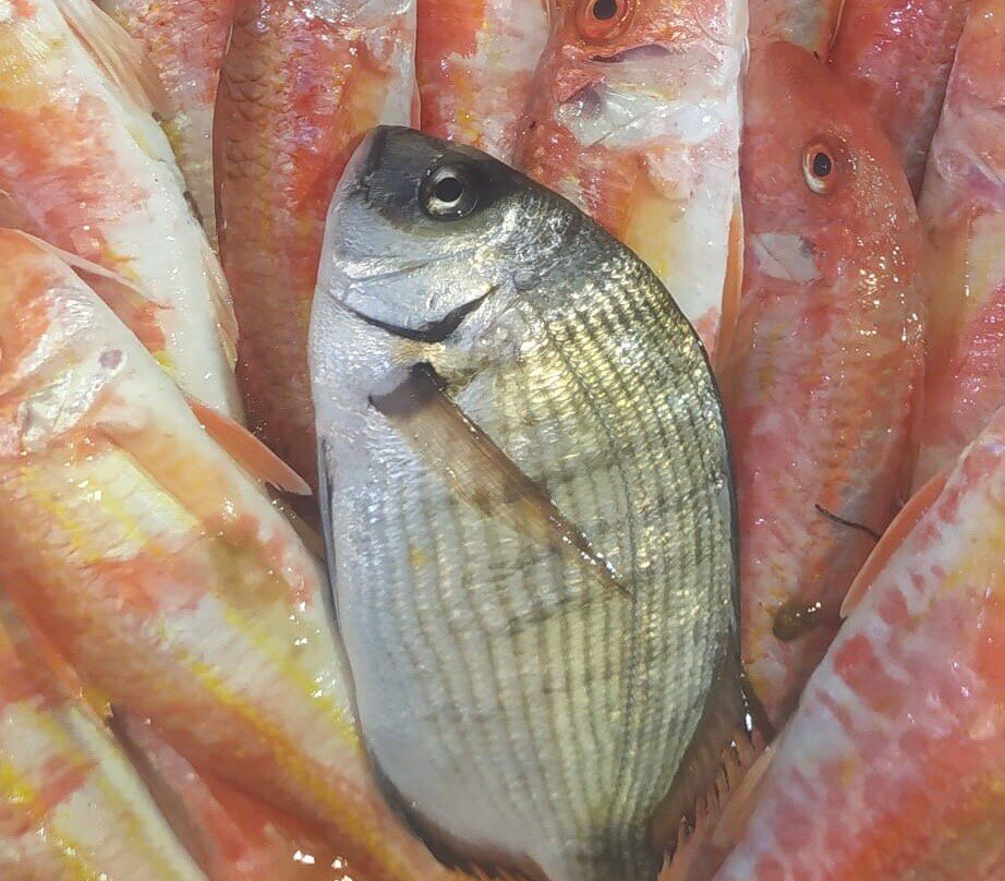 Mercato Del Pesce - Mogliano Veneto-莫利亚诺韦内托必去景点