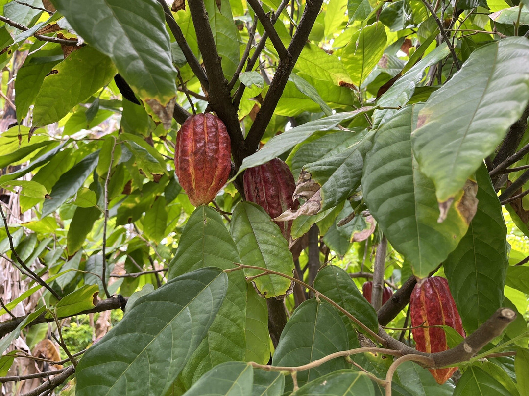 Entre-Deux酒店住宿-L'Echappee Belle