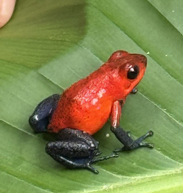 Costa Rica EZ Travel Adventures-Playa Flamingo必去景点