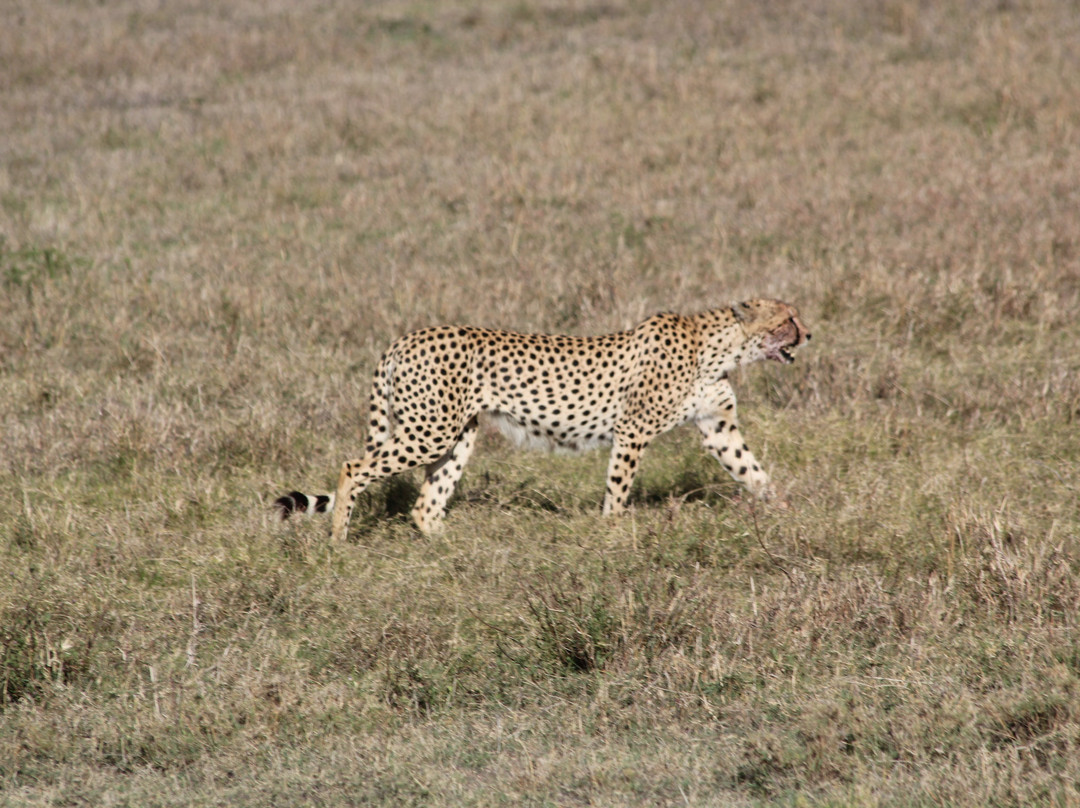 Evergreen Escape Expeditions - Africa景点图片