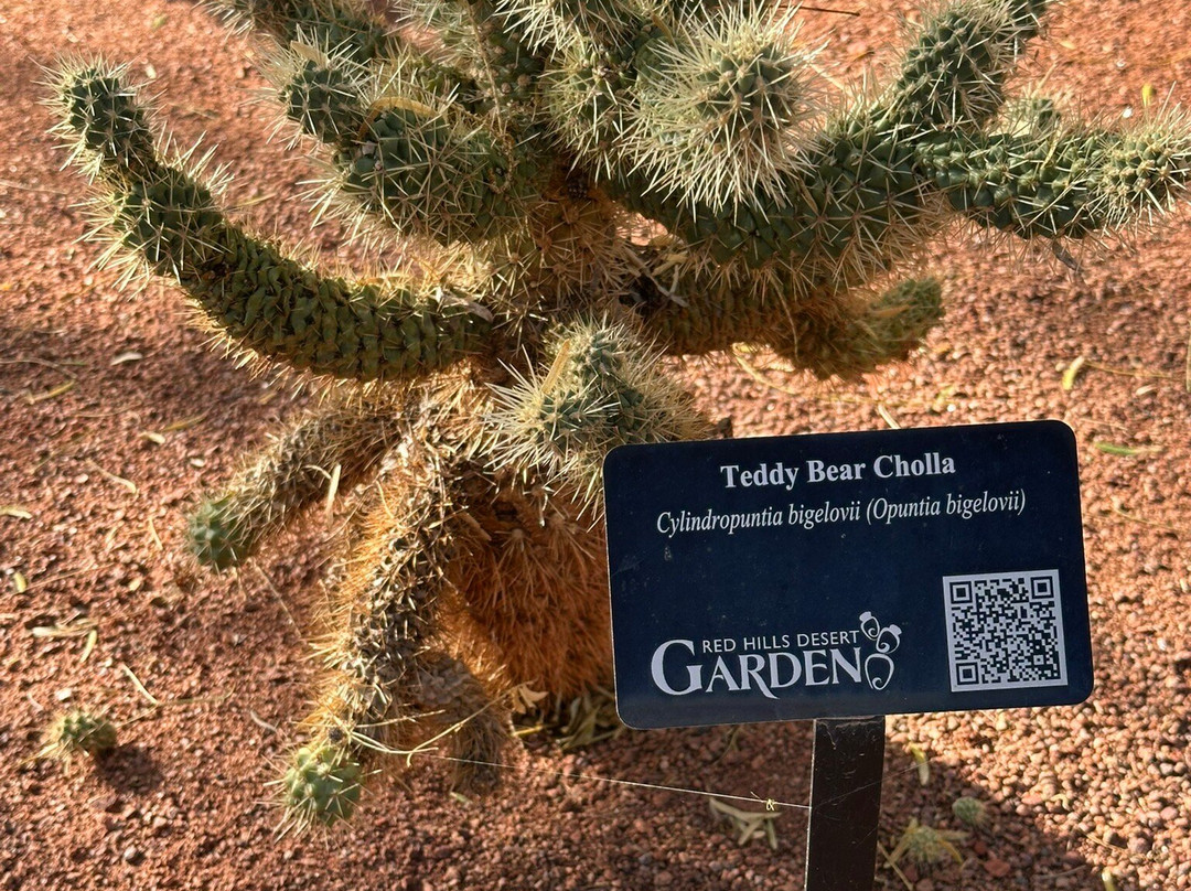 Red Hills Desert Garden-圣乔治必去景点