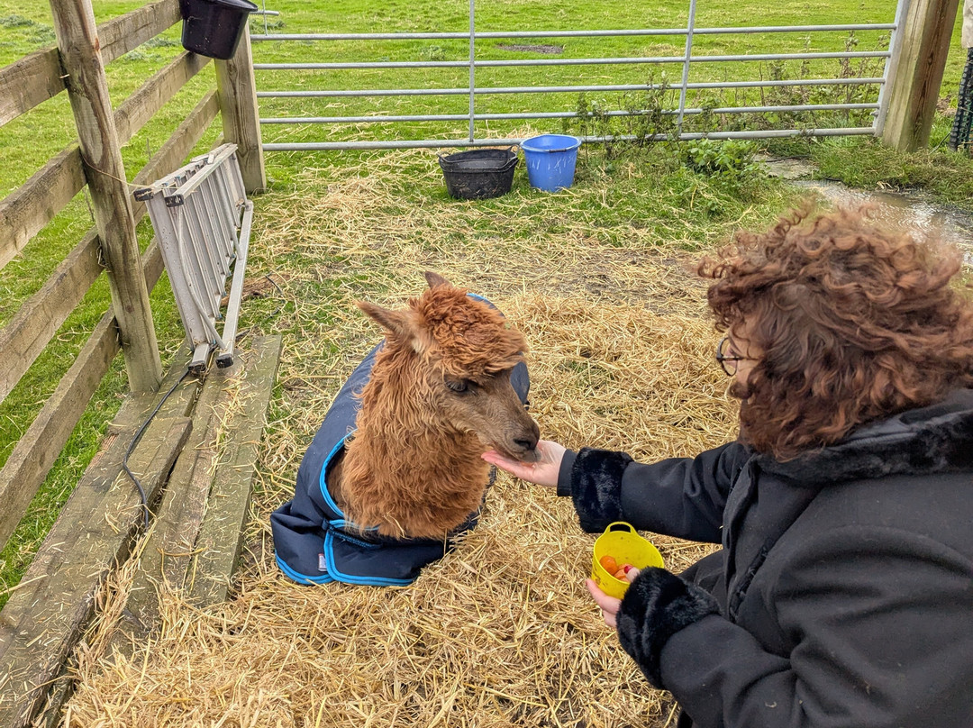 Stubbs Farm Alpacas景点图片