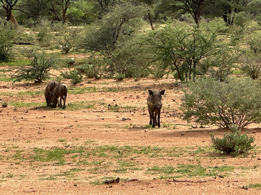 Okonjima Game Reserve-Waterberg Plateau Park必去景点