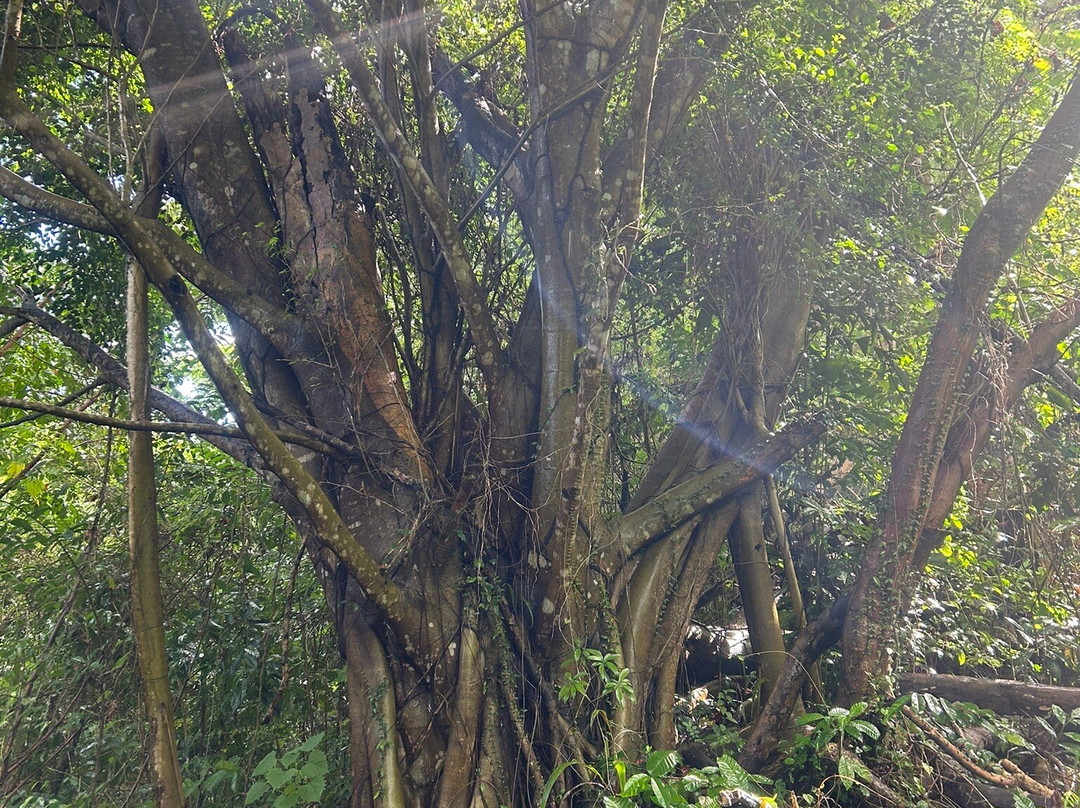 Tainopark-Santa Barbara de Samana必去景点