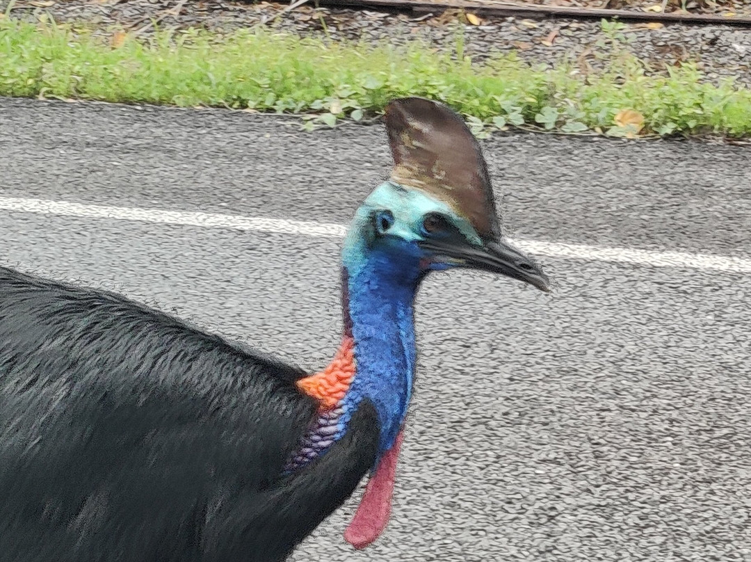 Tropic Tours-凯恩斯必去景点
