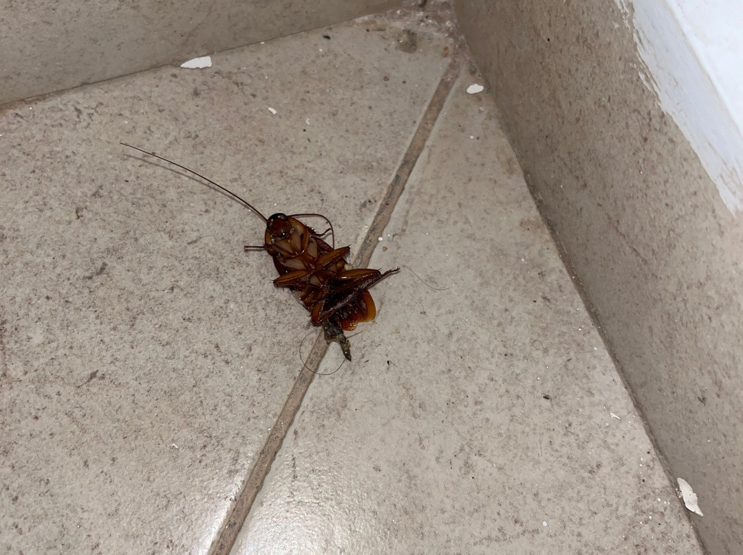 Lunja Village Taghazout主图