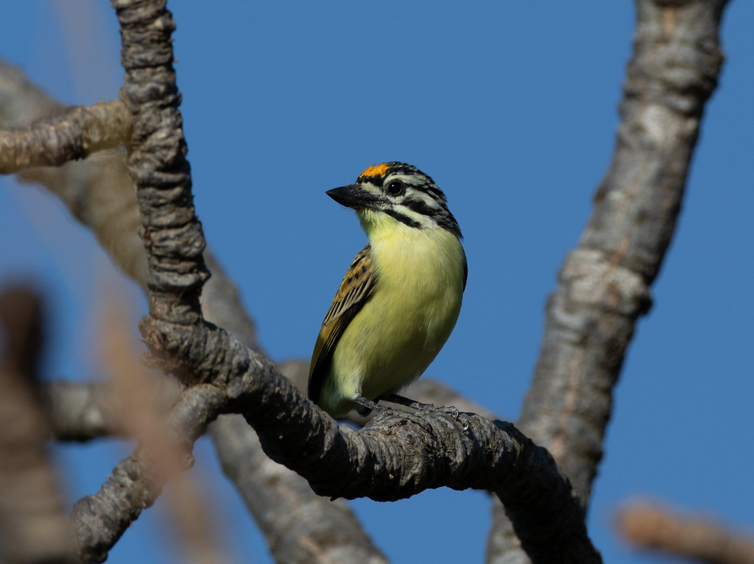 Senegambia Birding景点图片