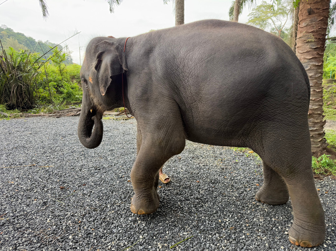 Krabi Elephant​ Heaven​-奥南必去景点