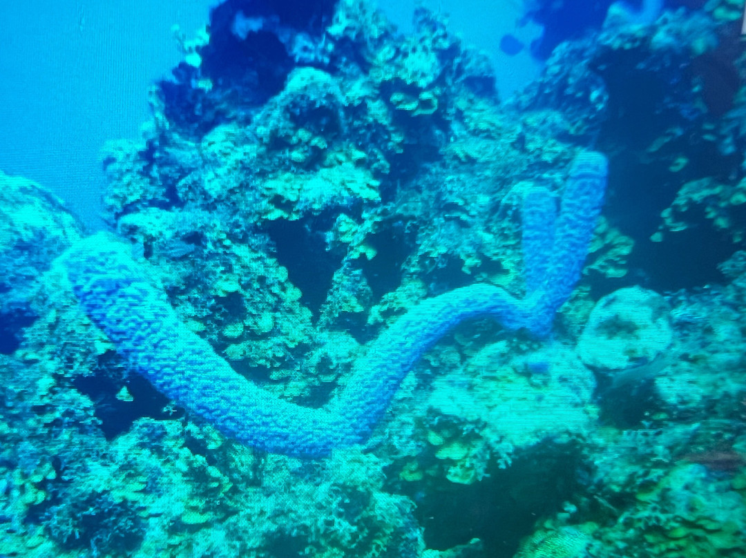 Wannadive Bonaire-Kralendijk必去景点