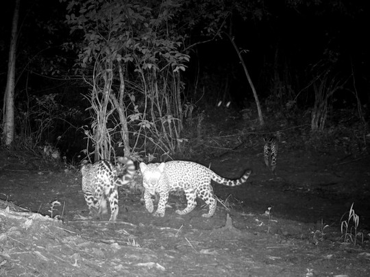 Guanacaste Wildlife Monitoring-利比里亚必去景点