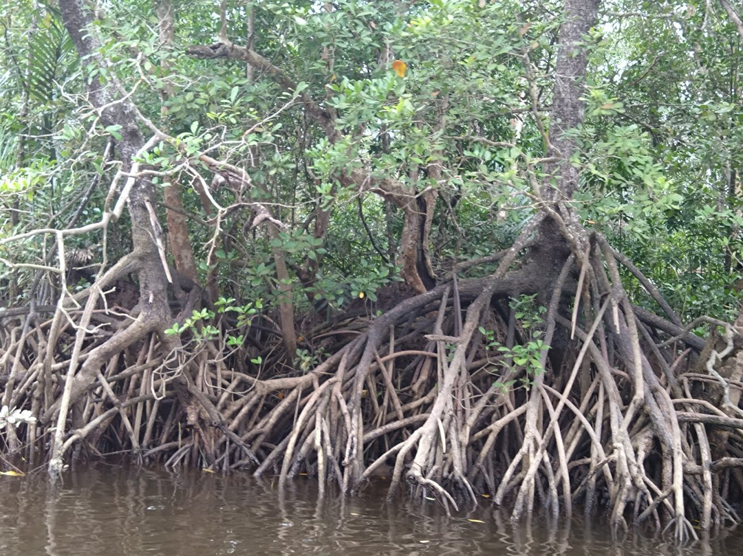 Cherating River景点图片