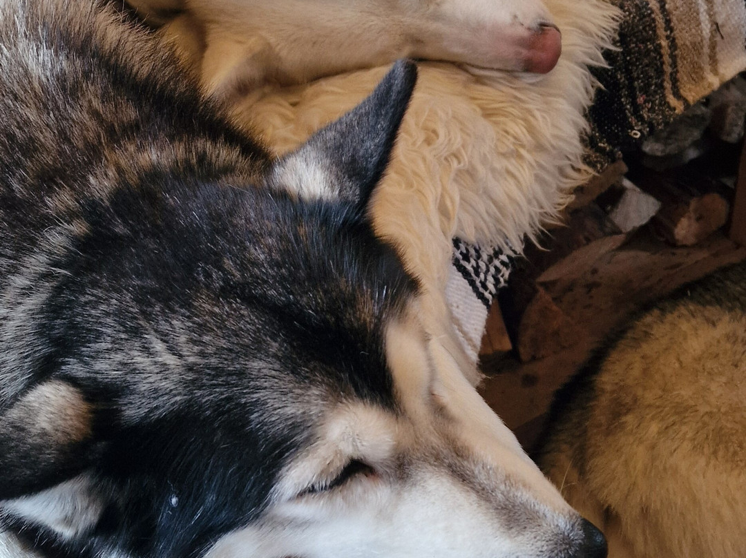 Happy Huskies-伊瓦洛必去景点