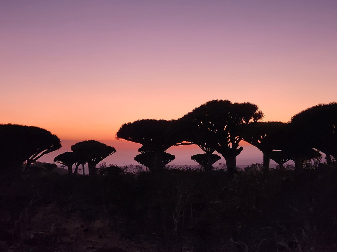 SOCOTRA FOREVER景点图片