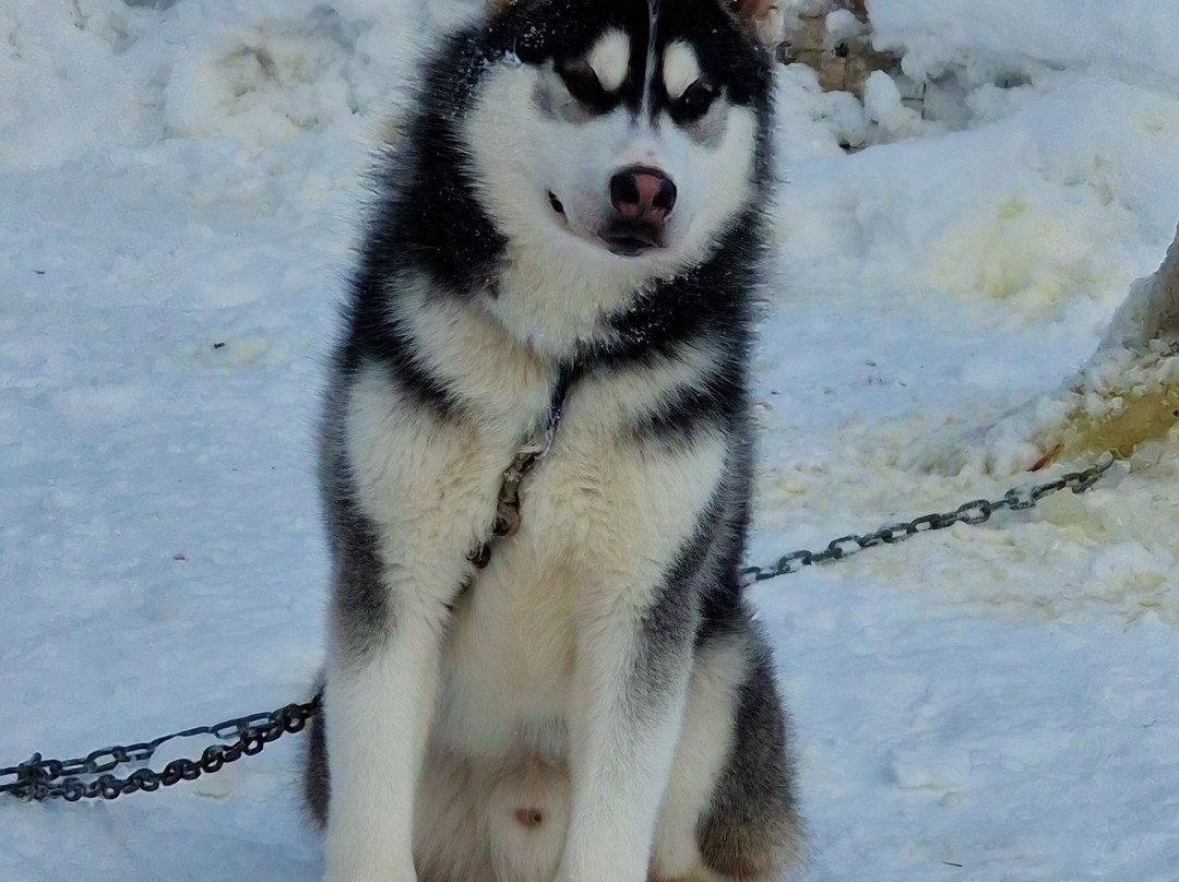 Oulanka Aventure Arctic-Salla必去景点