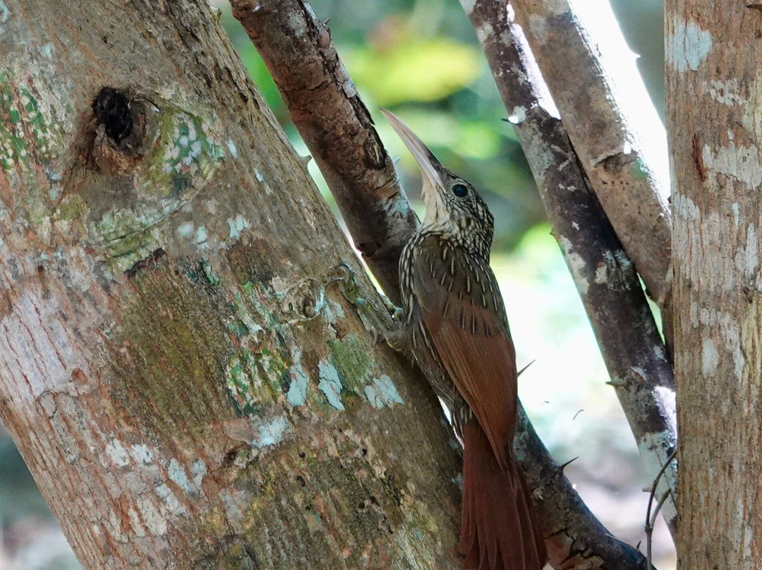 Tsukán Santuario de Vida-Piste必去景点