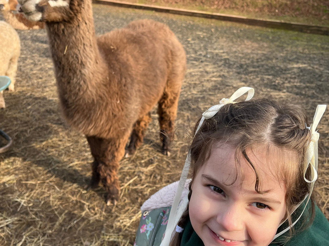 Stoke Wood Alpacas景点图片