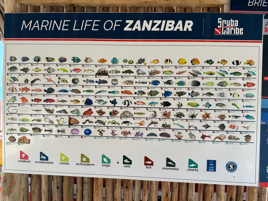 ScubaCaribe, Zanzibar-孥归必去景点