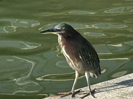 Fishing Solves Everything-那不勒斯必去景点