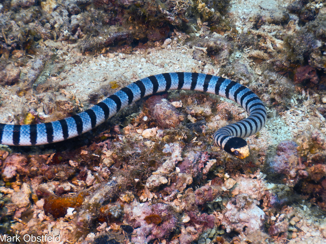 Marine Conservation Philippines-桑博安吉塔必去景点