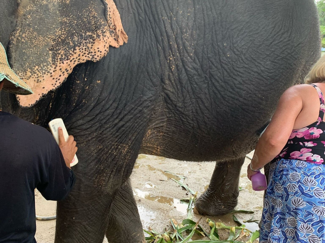 Supaporn Elephant Camp景点图片