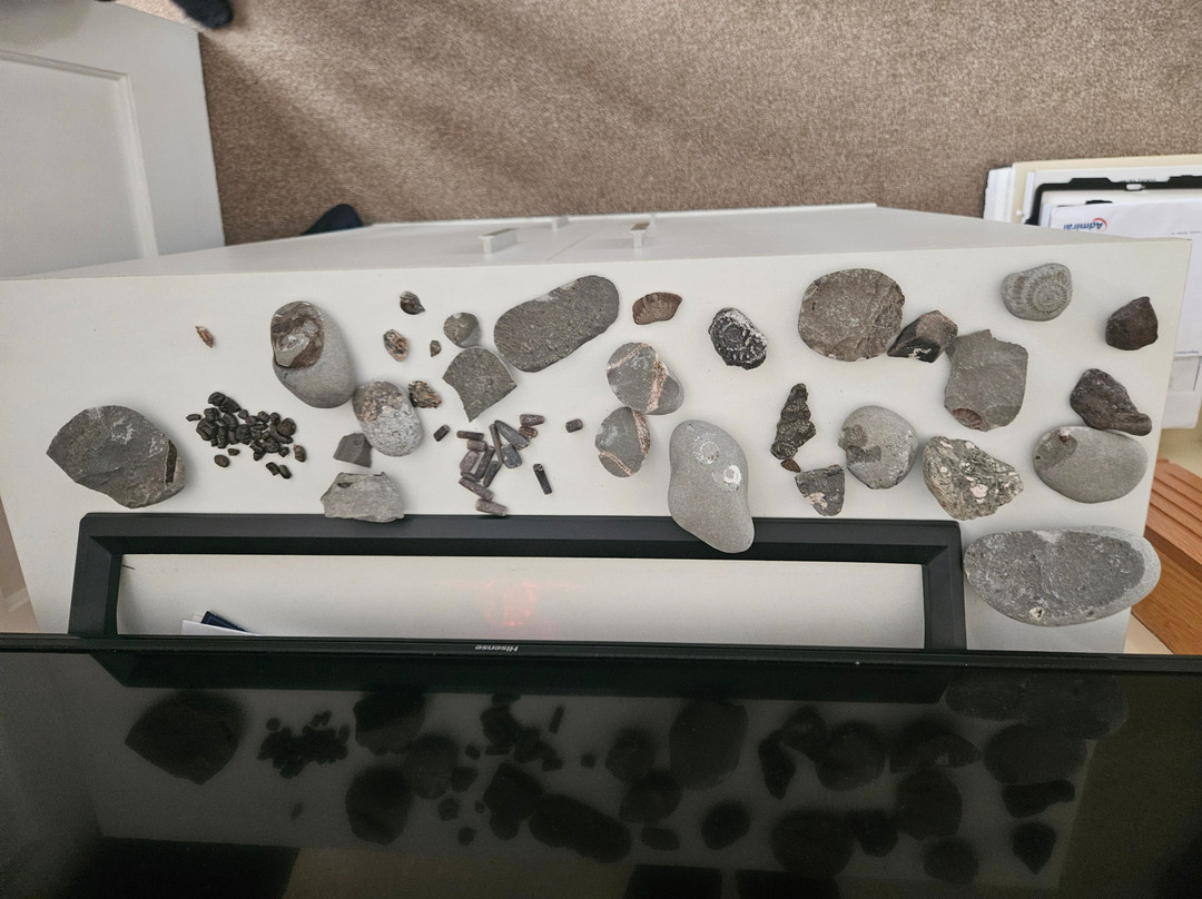 The Wobbly Fossiler景点图片