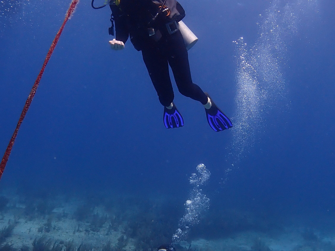 Aquanauts Dive Adventures-从莫雷洛斯港必去景点