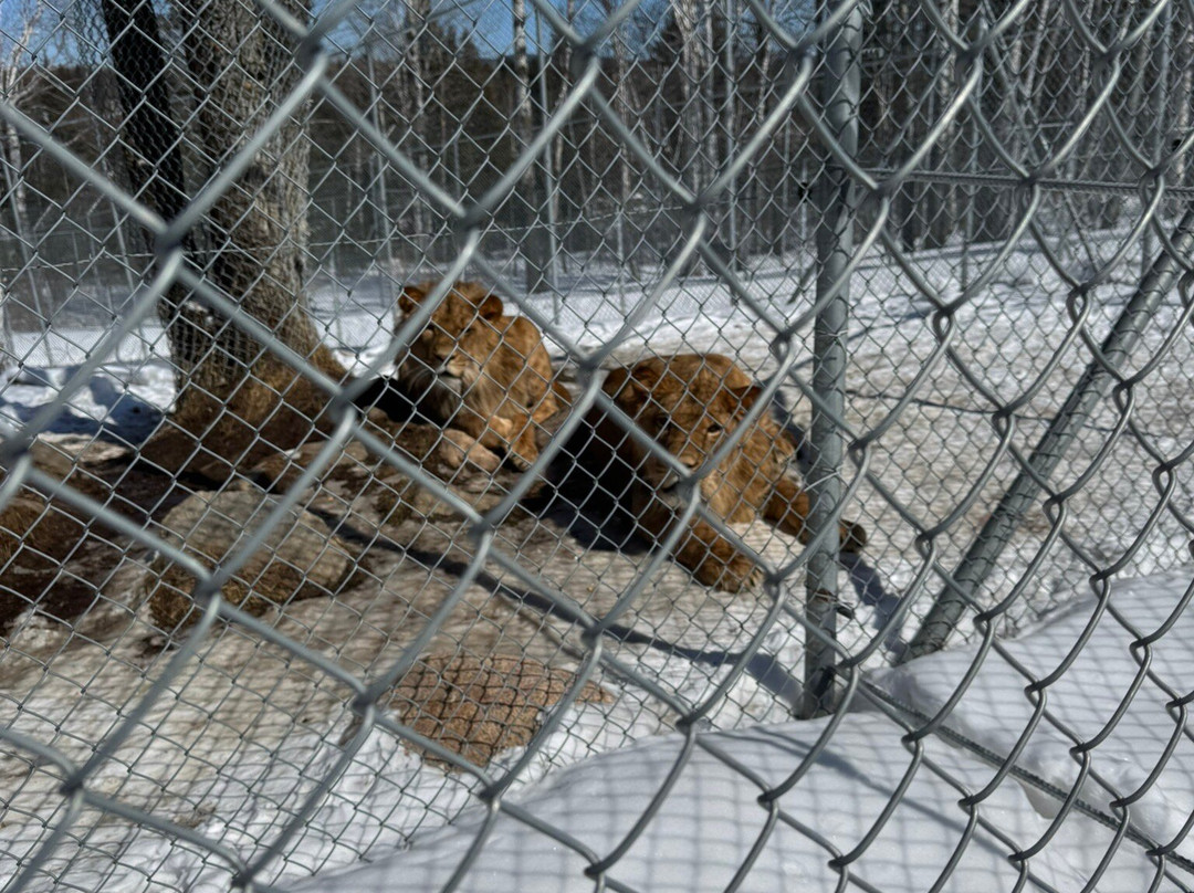 Zoo de Falardeau景点图片