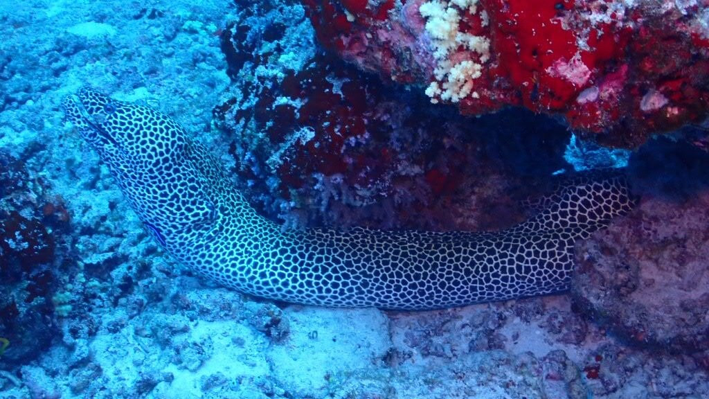 Euro-Divers Club Med Finolhu Villas-马累必去景点