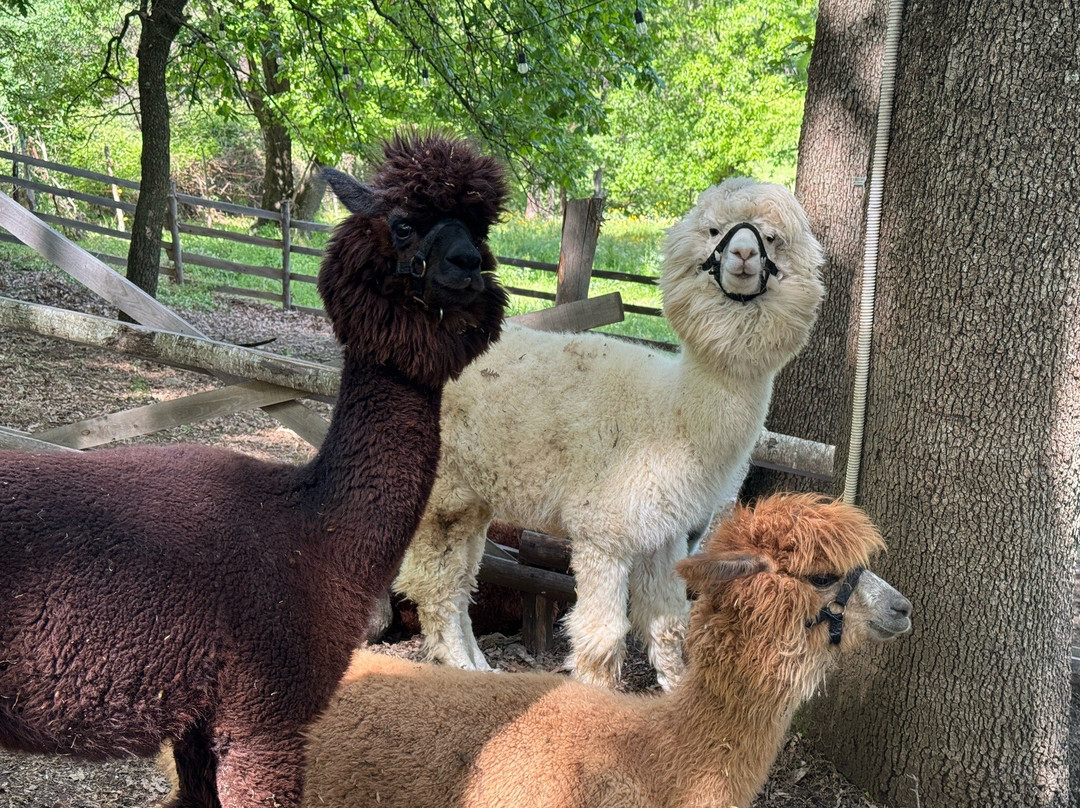 Alpaca Di Roma景点图片