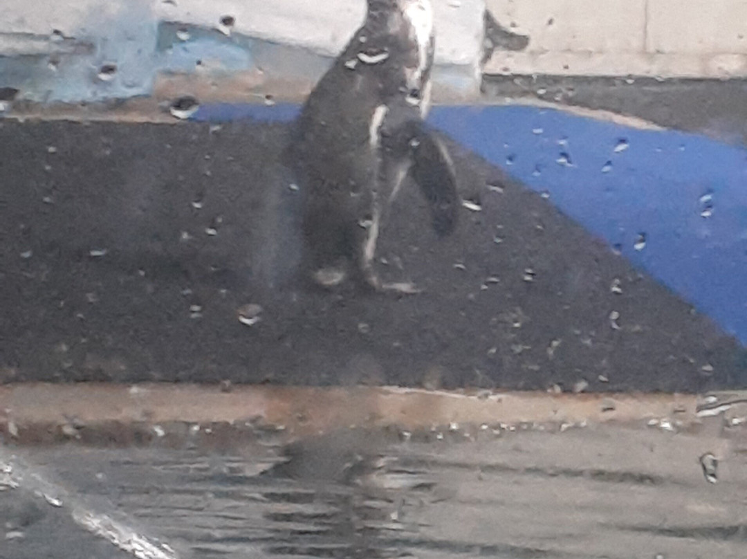 Gran Acuario Mazatlán Mar de Cortés-马萨特兰必去景点