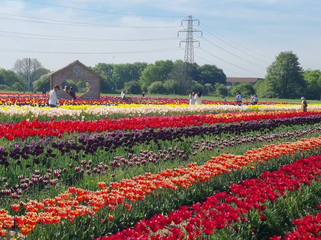 Tulleys Tulip Fields - Hertfordshire景点图片