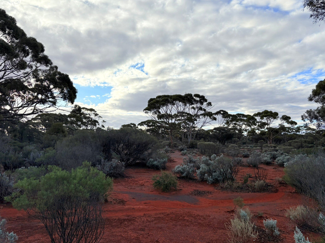 Karlkurla Bushland Park-卡尔古利必去景点