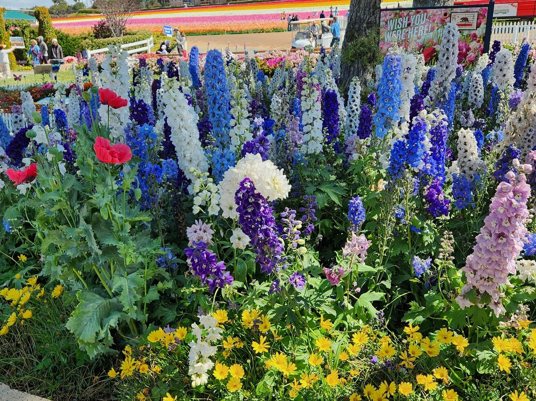 The Flower Fields at Carlsbad Ranch-卡尔斯巴德必去景点