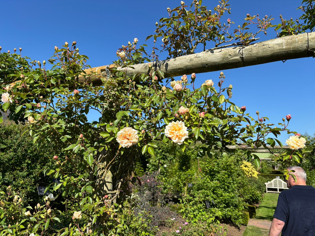 David Austin Roses-沃尔夫汉普顿必去景点