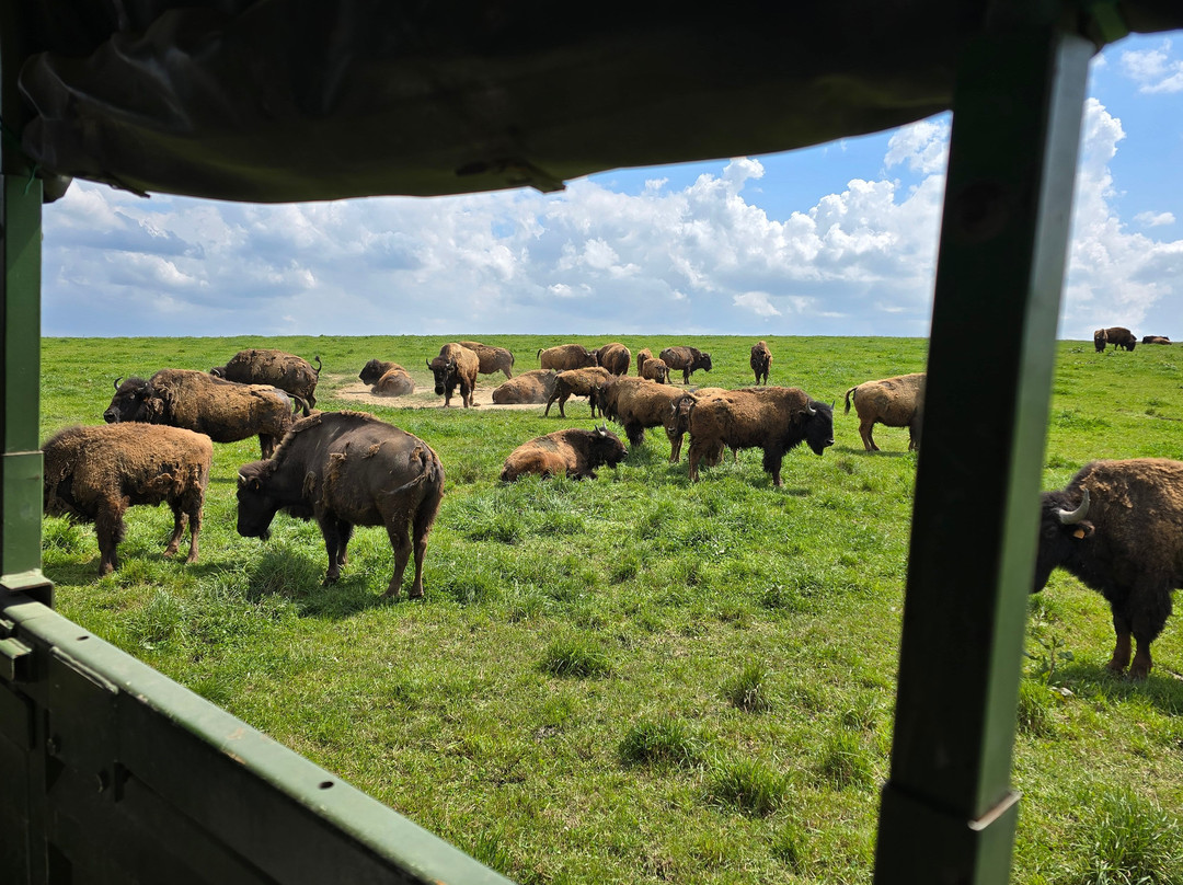 Ranch des Bisons-Petit-Rederching必去景点