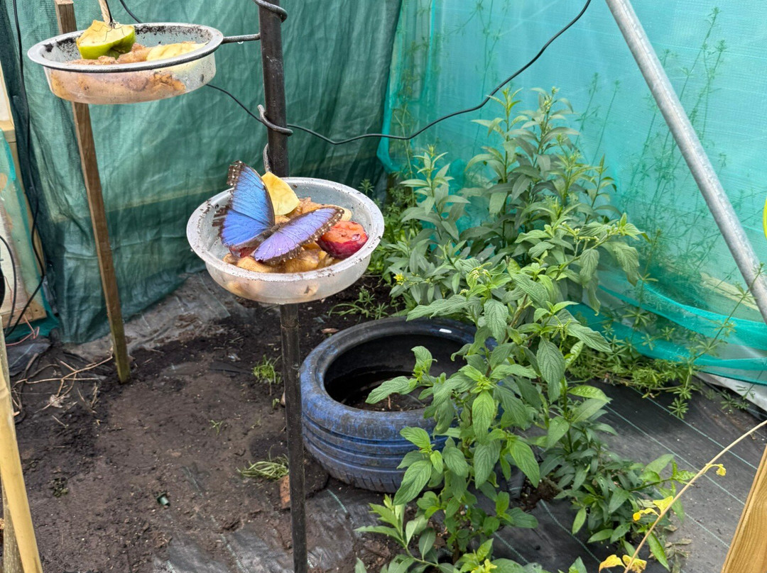 Guys Butterfly House-St Hilary必去景点
