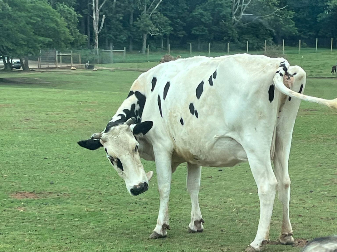 Lake Hartwell Wildlife Safari-Hartwell必去景点