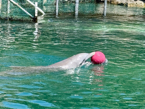 Puerto Aventuras Water Sports-阿范特拉斯港必去景点