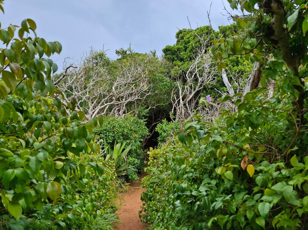 Tom Moore's Jungle-Hamilton Parish必去景点