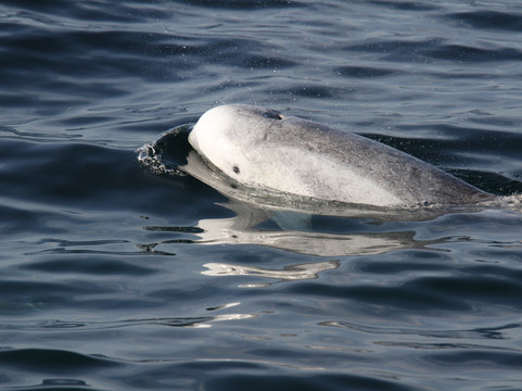 Wild Pacific Whale Watch