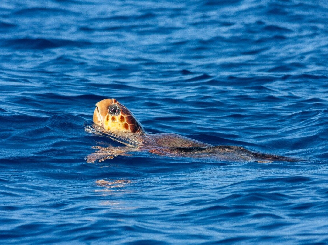 Ecosul Turismo-Ilheus必去景点