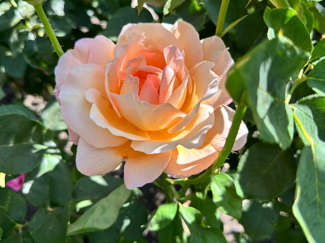 University Park World Peace Rose Garden-斯托克顿必去景点