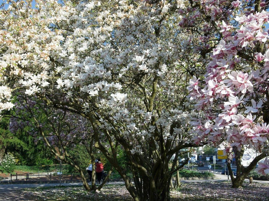 Park Schöntal-阿沙芬堡必去景点
