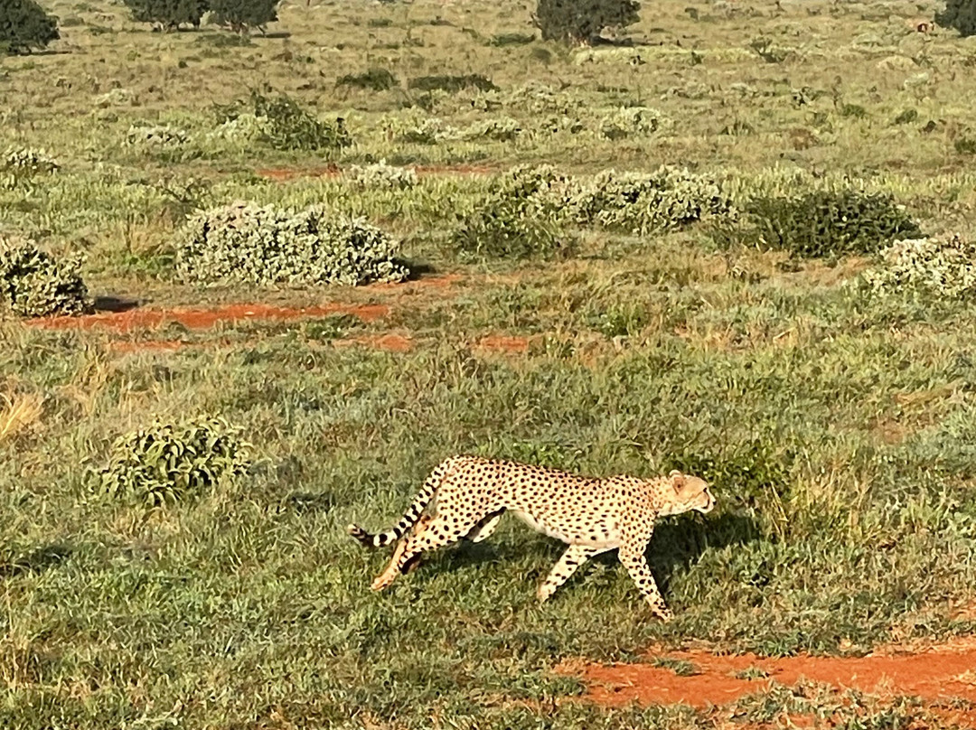 Pitia Africa Safaris-迪亚尼必去景点