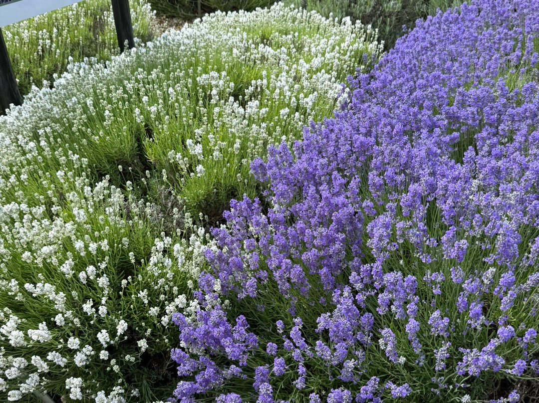 Norfolk Lavender-Heacham必去景点