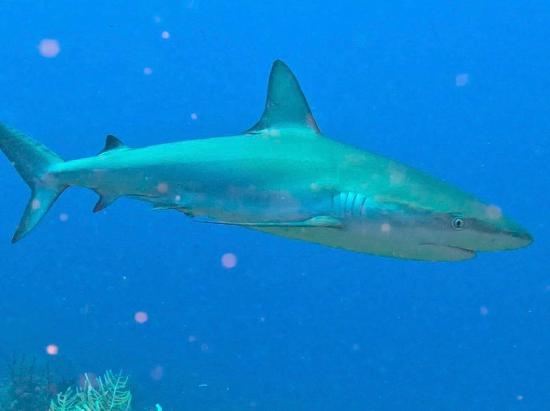 Coco Diving Center-Cayo Guillermo必去景点