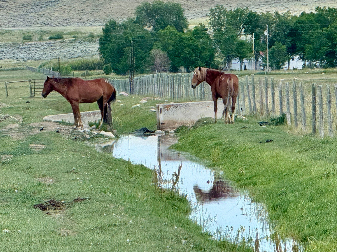 Wind River Wild Horse Sanctuary-兰德尔必去景点
